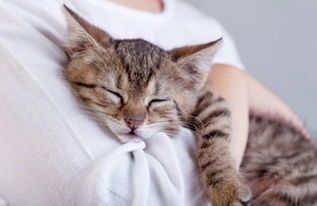 训练猫咪安静进食的秘诀