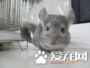 紫灰龙猫,轻松养,秘诀一招!