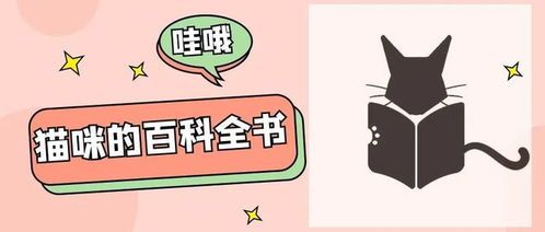 上班族喂猫指南,科学喂养秘诀!