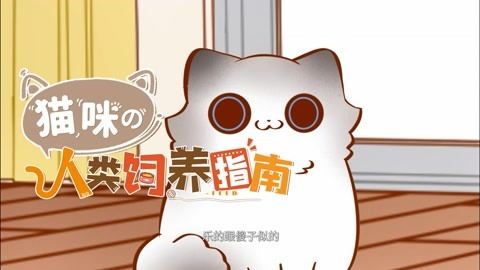 上班族喂猫指南,科学喂养秘诀!