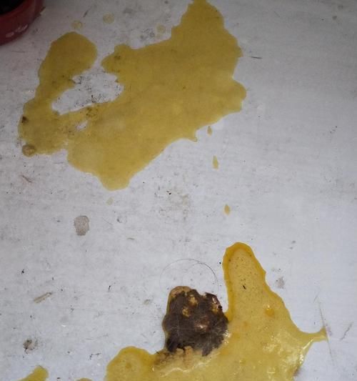 如何应对萨摩耶吐黄水的问题？（以宠物为主，让你的爱犬健康快乐）