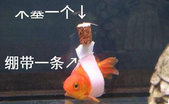 《寂寞的观赏鱼》女主角：孤独的宠物鱼主人