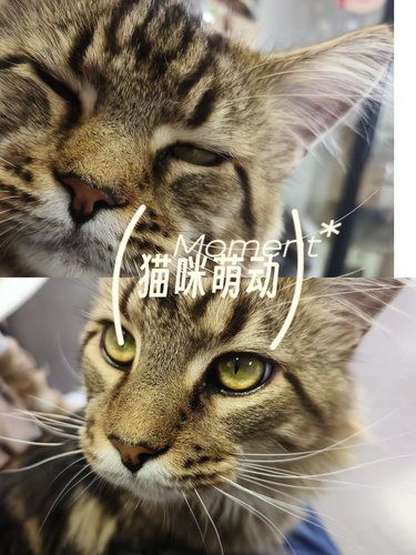  依贝宠物社：萌宠互动乐翻天