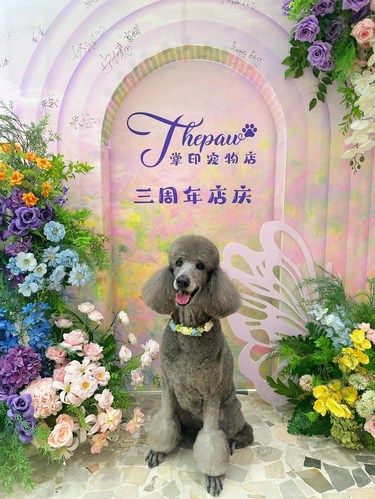 掌印的三周年店庆活动[点赞][点赞]还送了小爪印纪念品