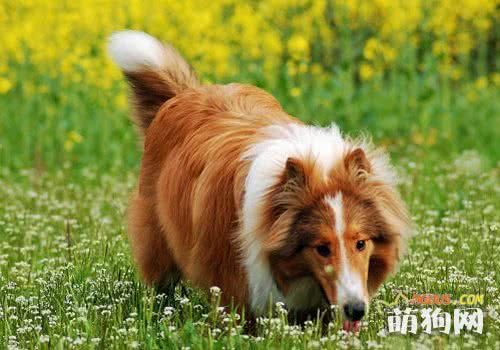 雪山特级全犬配方犬粮介绍