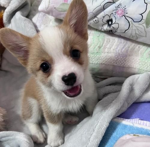 柯基犬喂养指南（如何科学喂养你的柯基犬）