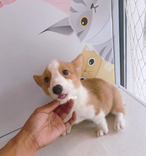柯基犬喂养指南（如何科学喂养你的柯基犬）