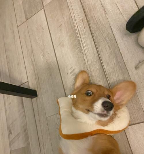 柯基犬喂养指南（如何科学喂养你的柯基犬）
