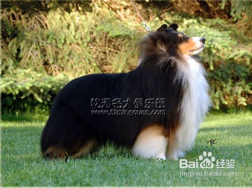 喜乐蒂犬营养食谱指南