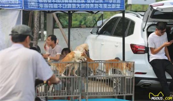 逛了十年犬市的我教你如何在犬市上买到一只好狗，一眼识破星期狗
