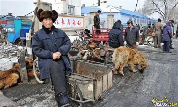 逛了十年犬市的我教你如何在犬市上买到一只好狗，一眼识破星期狗