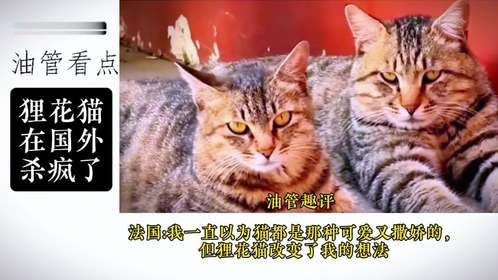 美国-我的天呐！这是功夫猫，战斗机太强大了