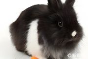 怎么大量养殖兔子