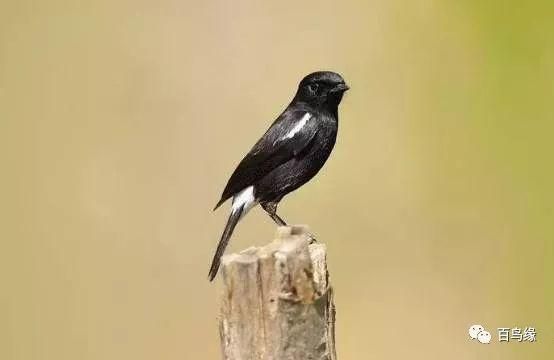 小黑白选鸟入门