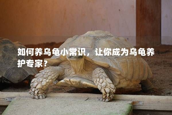 如何养乌龟小常识，让你成为乌龟养护专家？