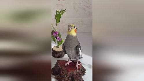 爱唱歌的鸟