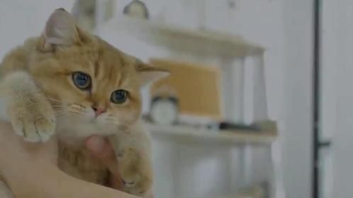 猫咪为叫主人起床，使出浑身解数，委屈巴巴的小模样太可爱了