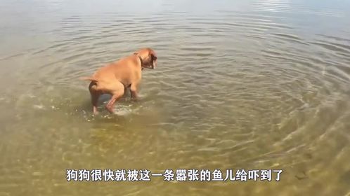 狗狗和鱼杠上了，这鱼脾气还不小，居然向狗子发动攻击.mp4