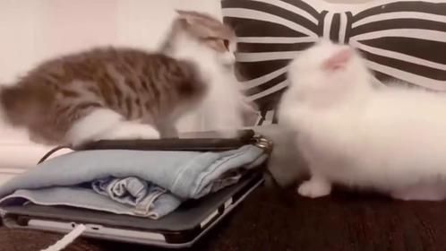 猫咪被带去看病，吓得直往主人怀里钻，忍住千万别笑