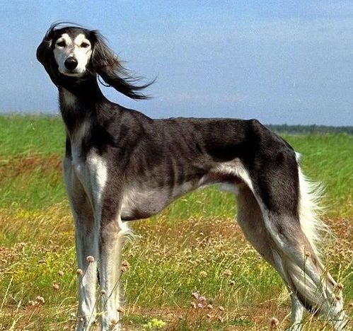 史宾格犬：探寻神秘宠物史