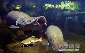 月光海象鱼,美集锦赏!