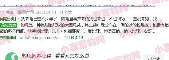豹龟饲养心得