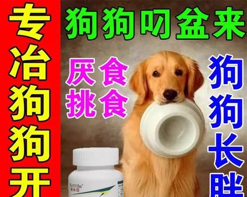 提高宠物狗狗的食欲技巧（增加爱犬食欲的小贴士）