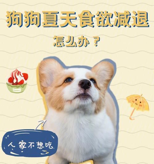 提高宠物狗狗的食欲技巧（增加爱犬食欲的小贴士）