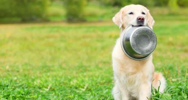 提高宠物狗狗的食欲技巧（增加爱犬食欲的小贴士）