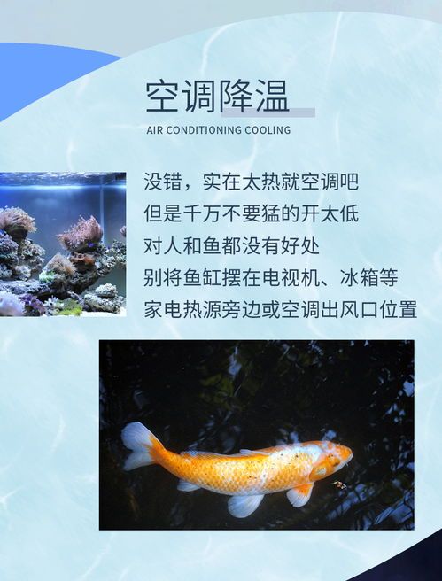 《养鱼心得记》变宠物秘籍,鱼儿乐活指南!