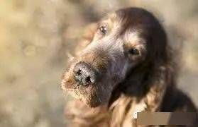 狗狗缺钙有哪些明显症状呢?