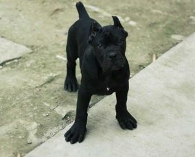 卡斯罗幼犬,营养食谱推荐!