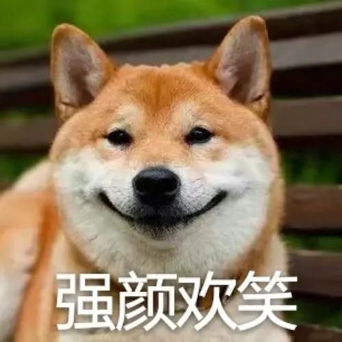 柴犬增肥食谱