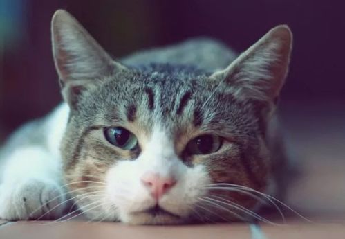 宠物猫咪咀嚼困难，巧解妙招来帮忙