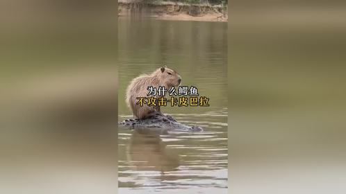 卡皮巴拉：情绪稳定的动物王者，你了解吗？