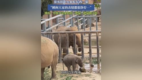 游客拍下小象吃东西一幕，“瞬间大家的表情都很狰狞……”
