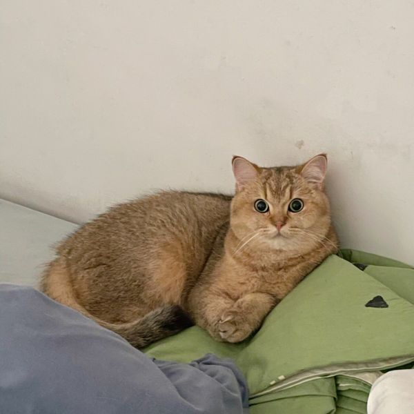 猫咪为什么怕冷?揭秘 4 个原因与冬季御寒 3 大妙招