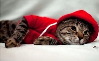 宠物小猫感冒,掌握妙招解忧