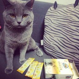 宠物小猫便血拉肚子,快速恢复健康有妙招!