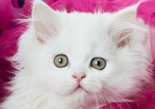 宠物小猫便血拉肚子，快速恢复健康有妙招！