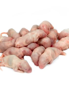顺丰单包冻鼠小白乳鼠宠物蛇食物
