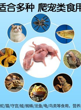 新鲜冰冻乳鼠小白鼠红皮幼鼠宠物蛇饲料蛋白爬行动物食物营养喂猫