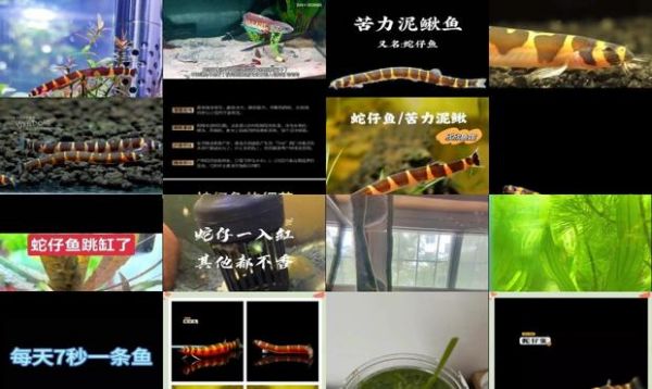 蛇仔鱼为什么不建议养
