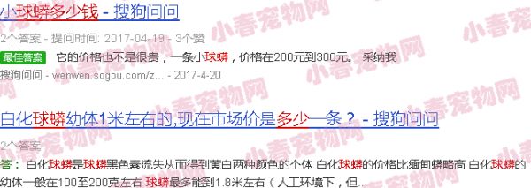 球蟒多少钱一只幼崽