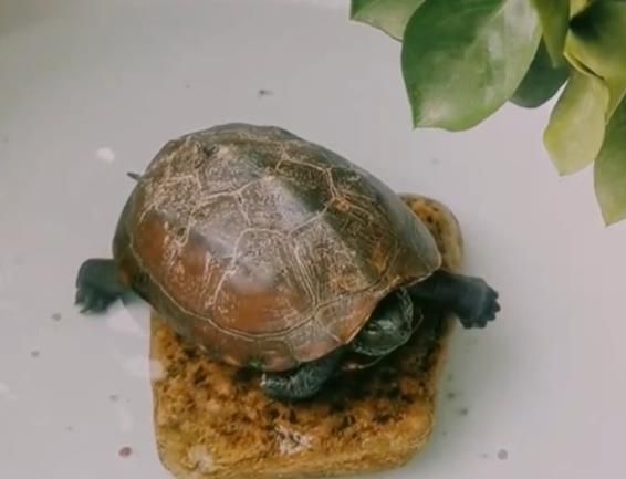 石板龟是什么?如何饲养石板龟?