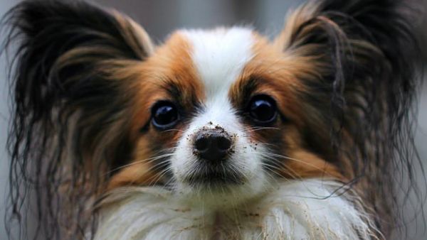 蝴蝶犬幼犬有多乖(蝴蝶犬幼犬)