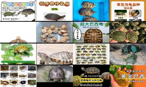 巴西龟有多少个品种及图片