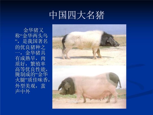 第一讲：猪品种简介_第3页