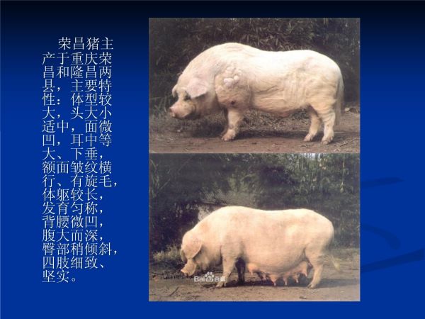第一讲：猪品种简介_第4页