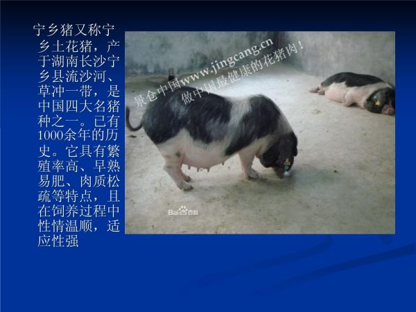 第一讲：猪品种简介_第5页